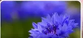 Color view of Cornflower flowers